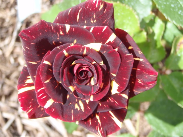 Rose Hocus Pocus - Standard Rose - Roses - Flowers by category | Sierra